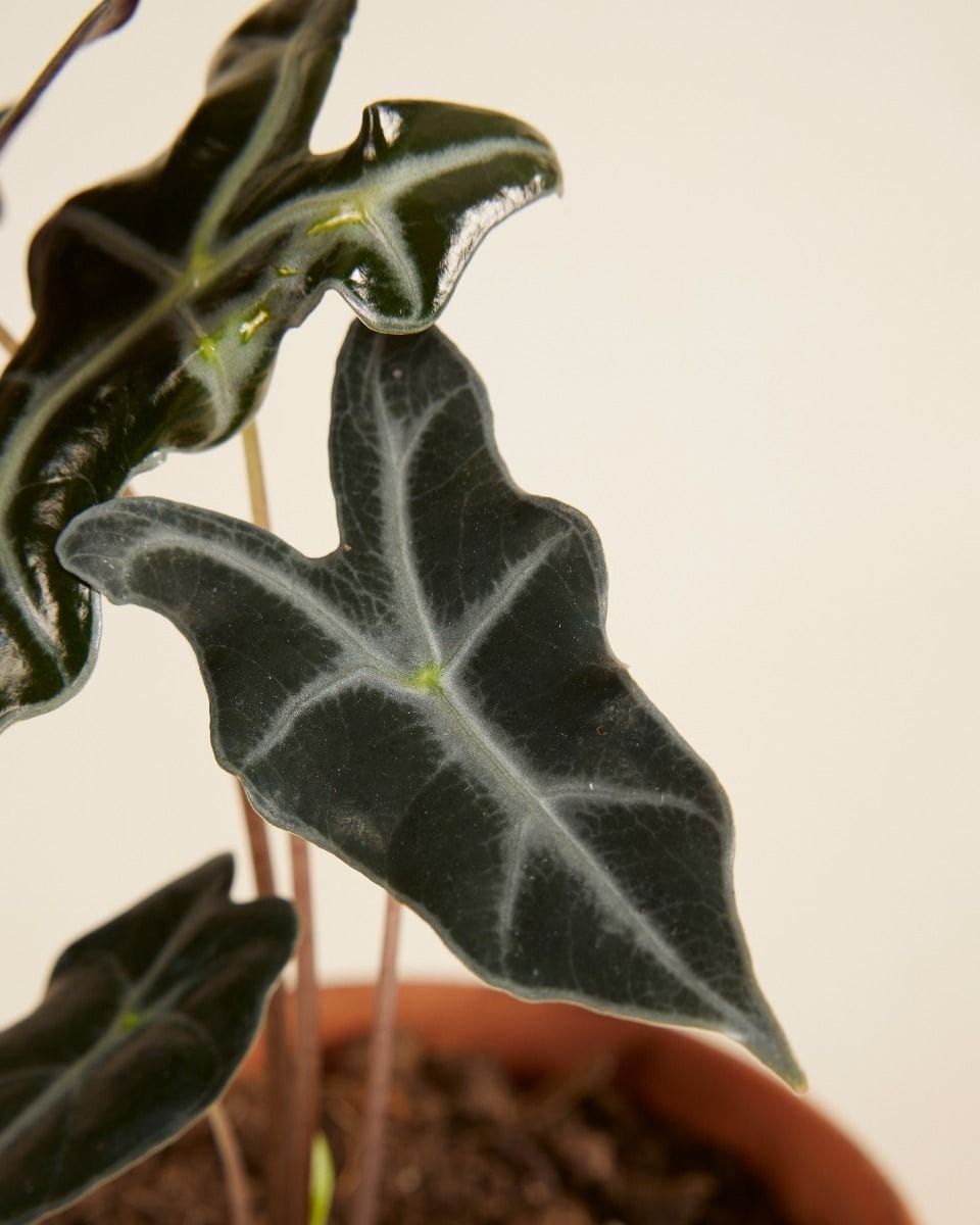 Alocasia Elephant Ears Nobilis