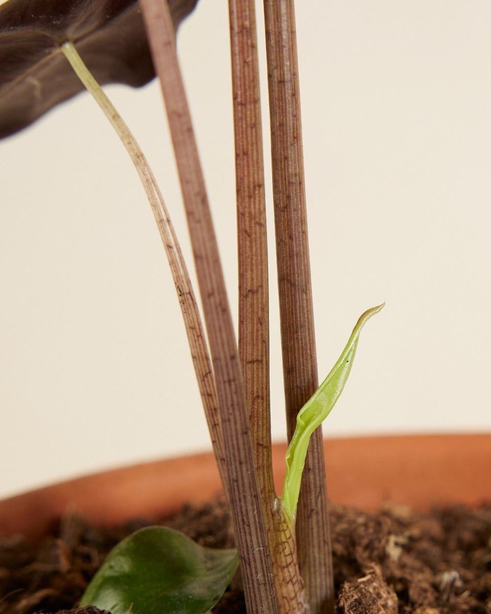 Alocasia Elephant Ears Nobilis