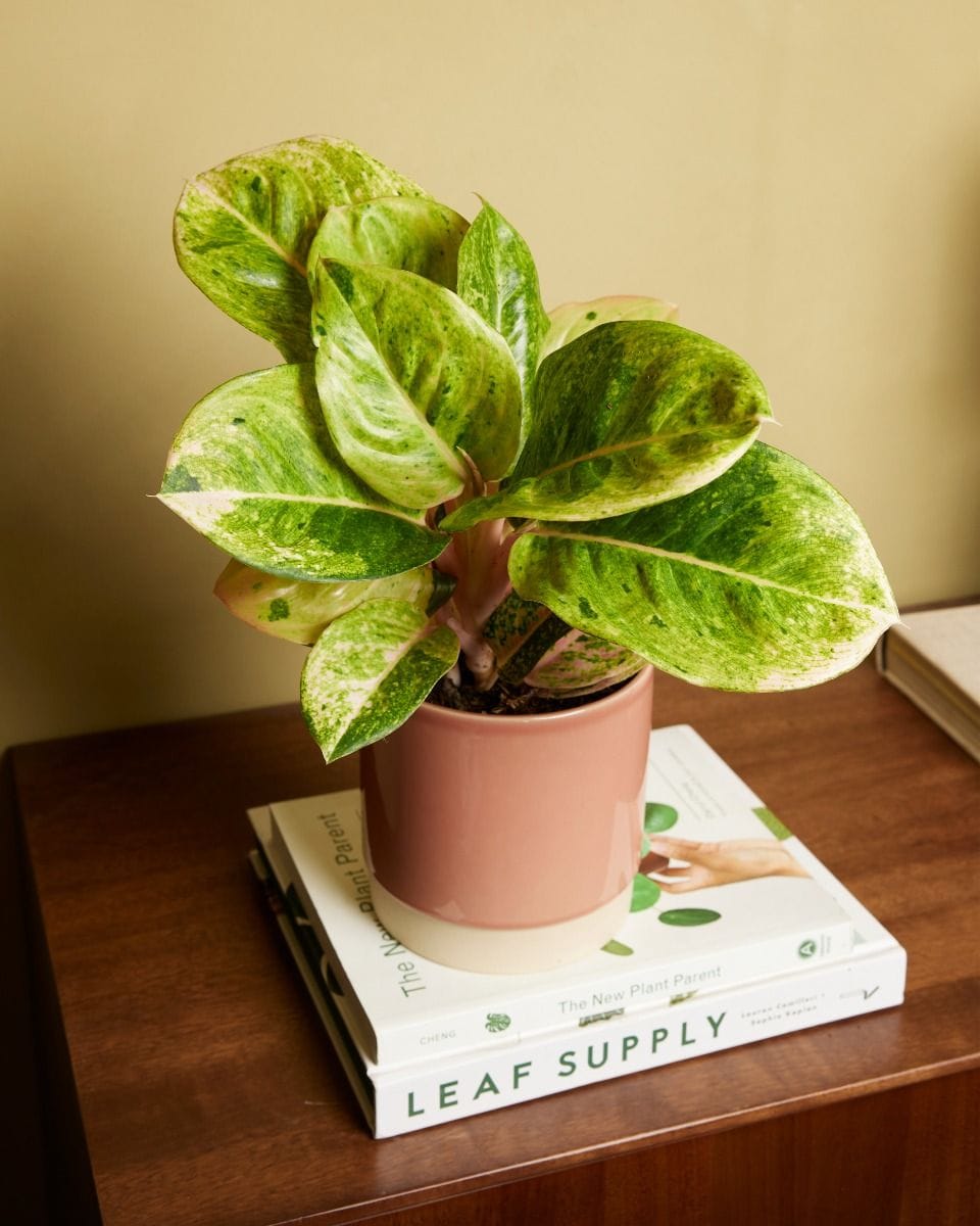 Aglaonema Chinese Evergreen Apple Fantasy