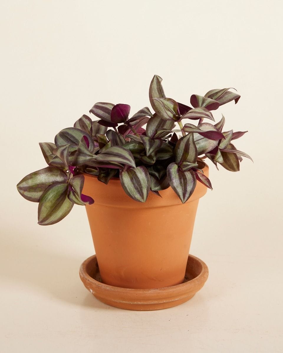 Tradescantia Fantasy Venice Violet Hill