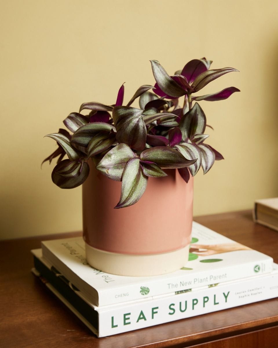 Tradescantia Fantasy Venice Violet Hill