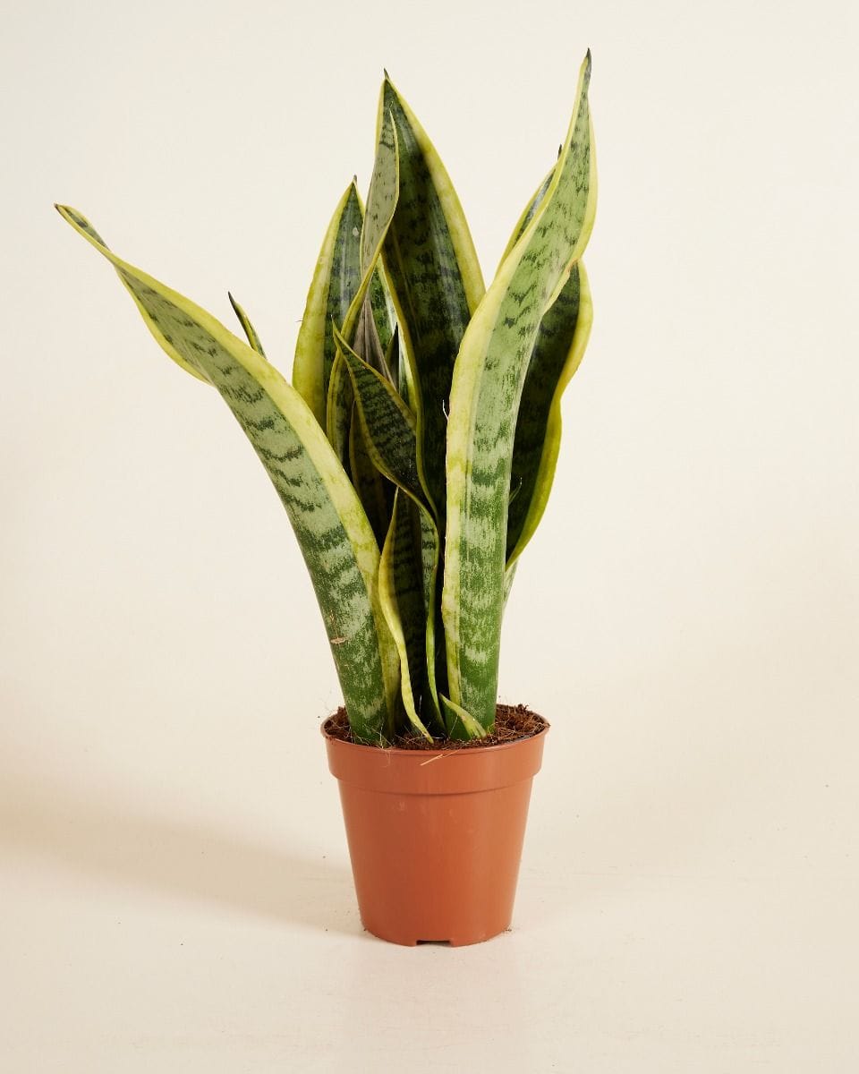 Sansevieria Laurentii
