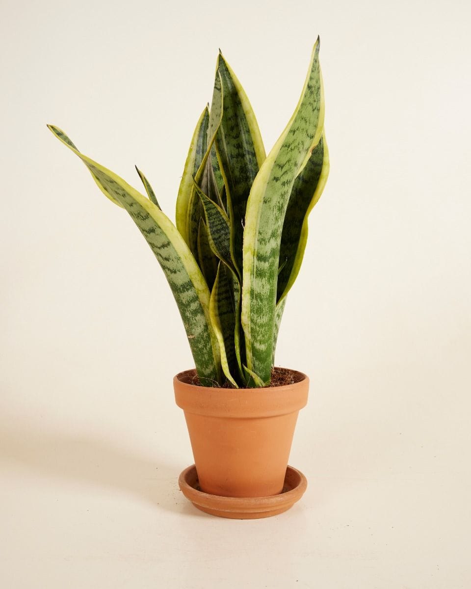 Sansevieria Laurentii