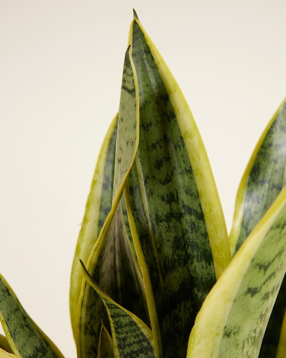 Sansevieria Laurentii
