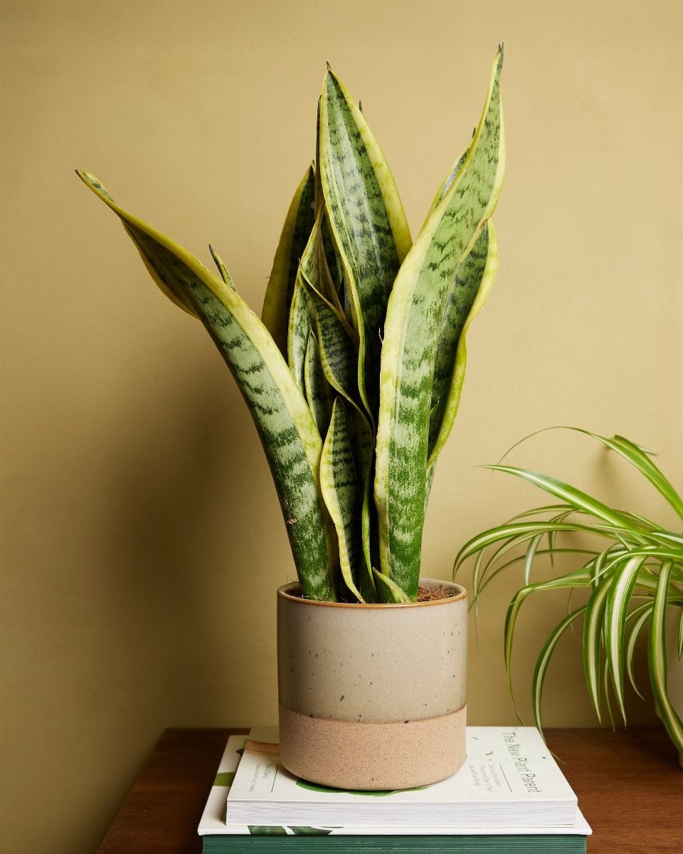 Sansevieria Laurentii