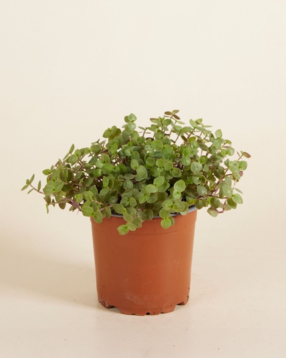 Callisia Repens