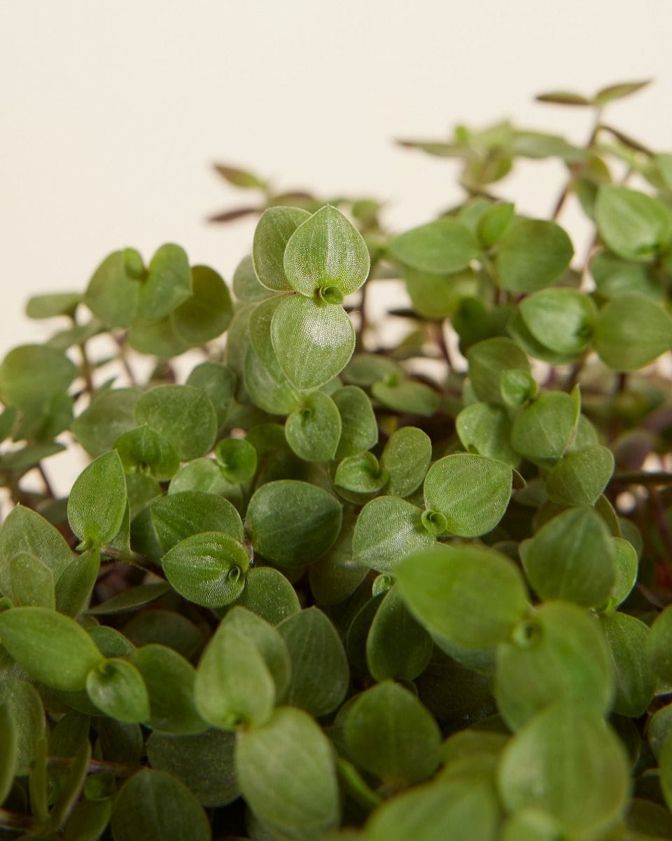 Callisia Repens