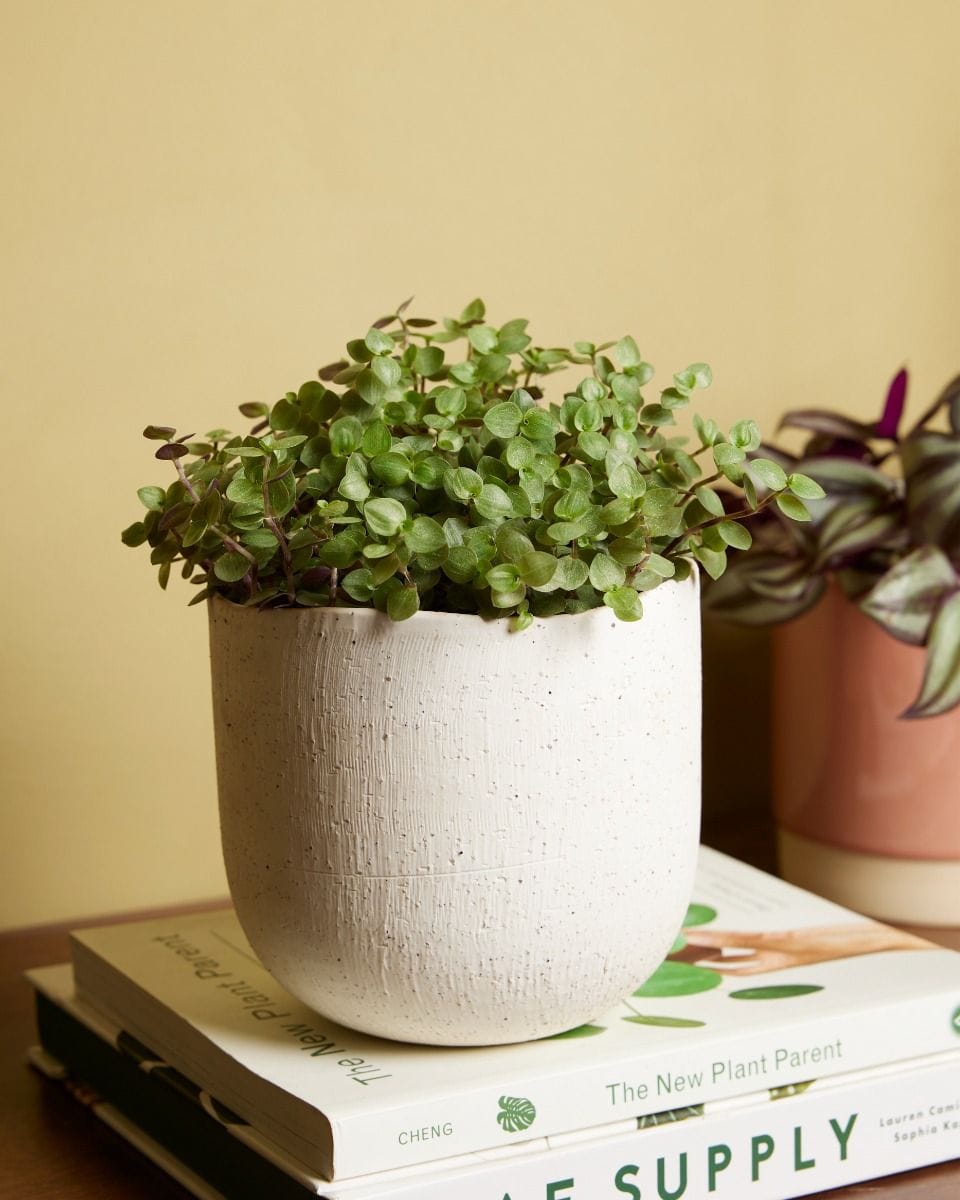 Callisia Repens