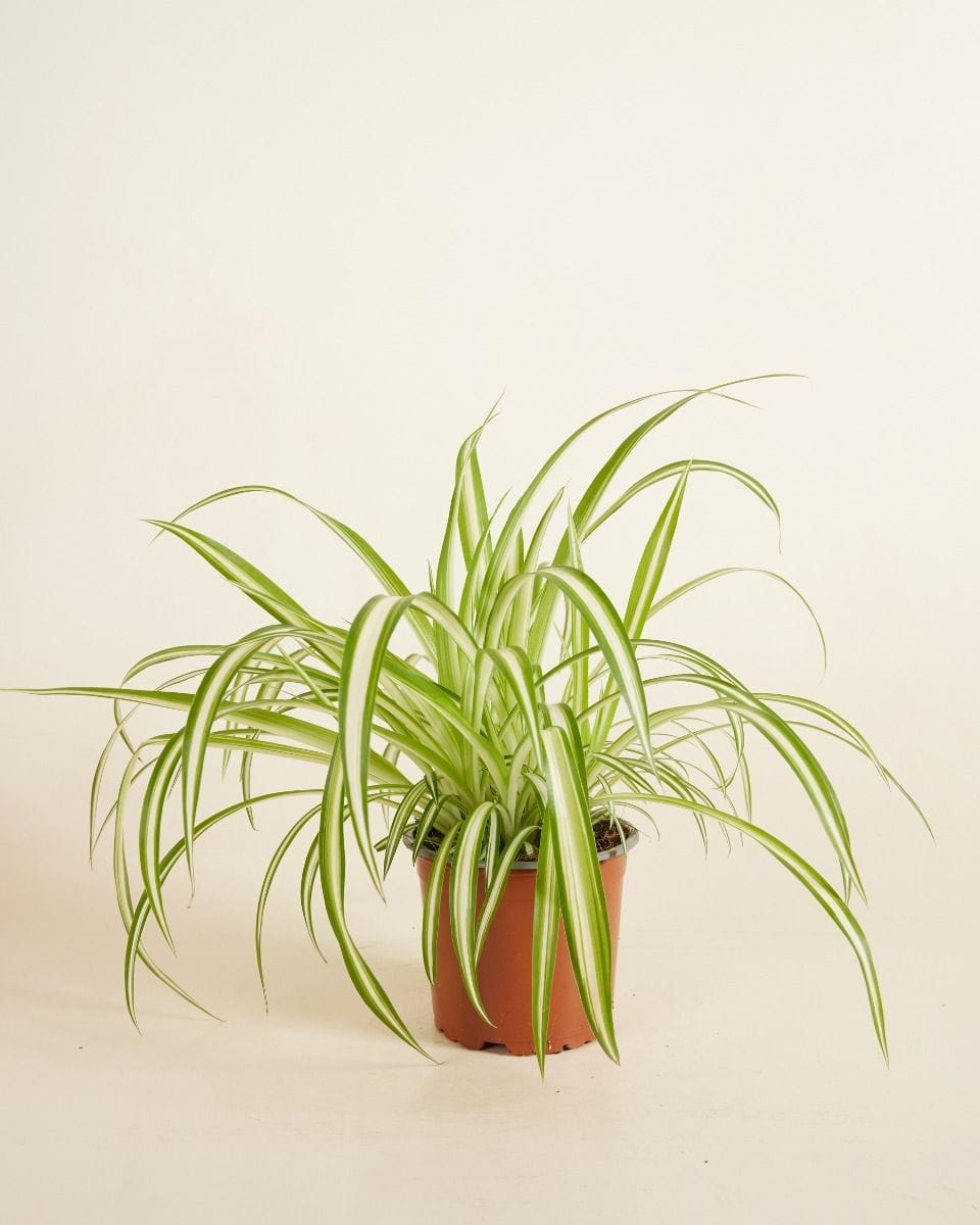 Chlorophytum Comosum Variegatum