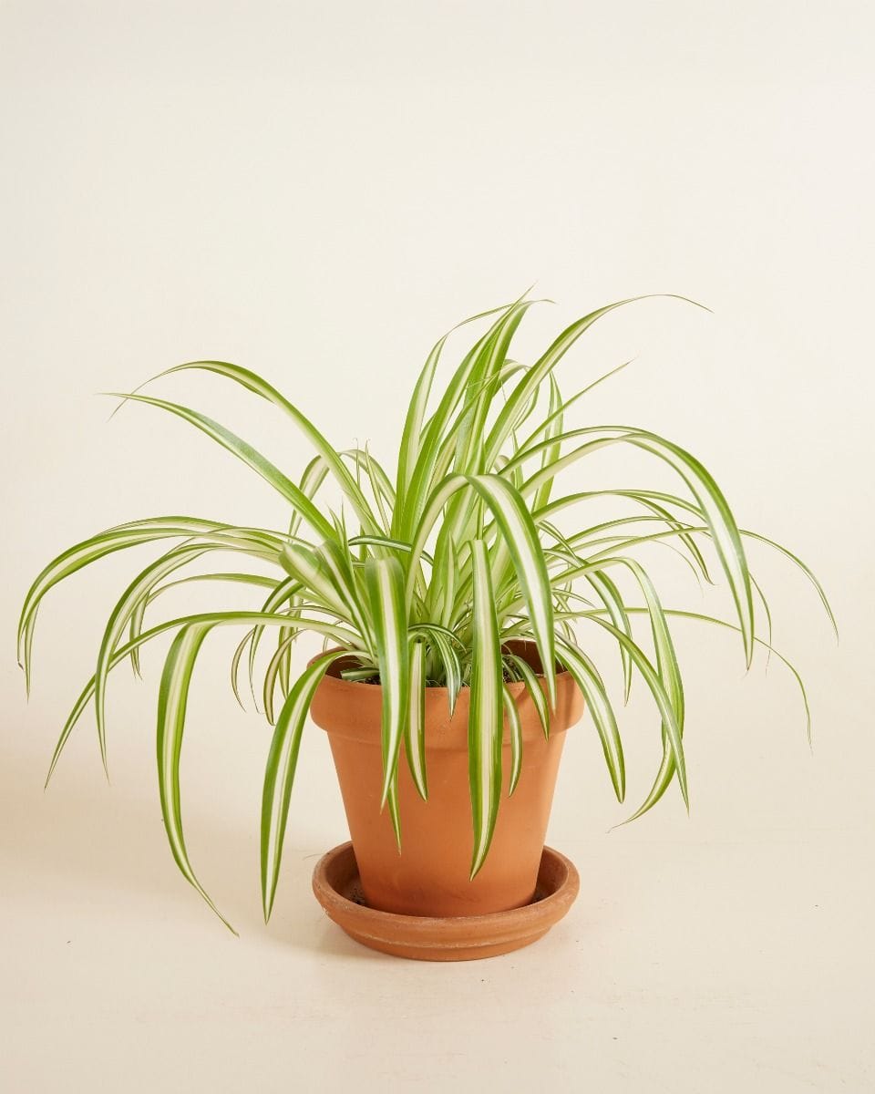 Chlorophytum Comosum Variegatum