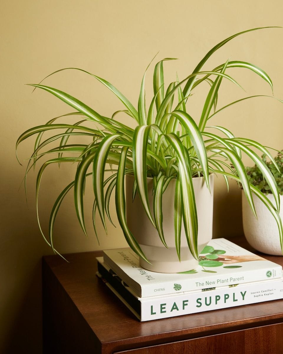 Chlorophytum Comosum Variegatum