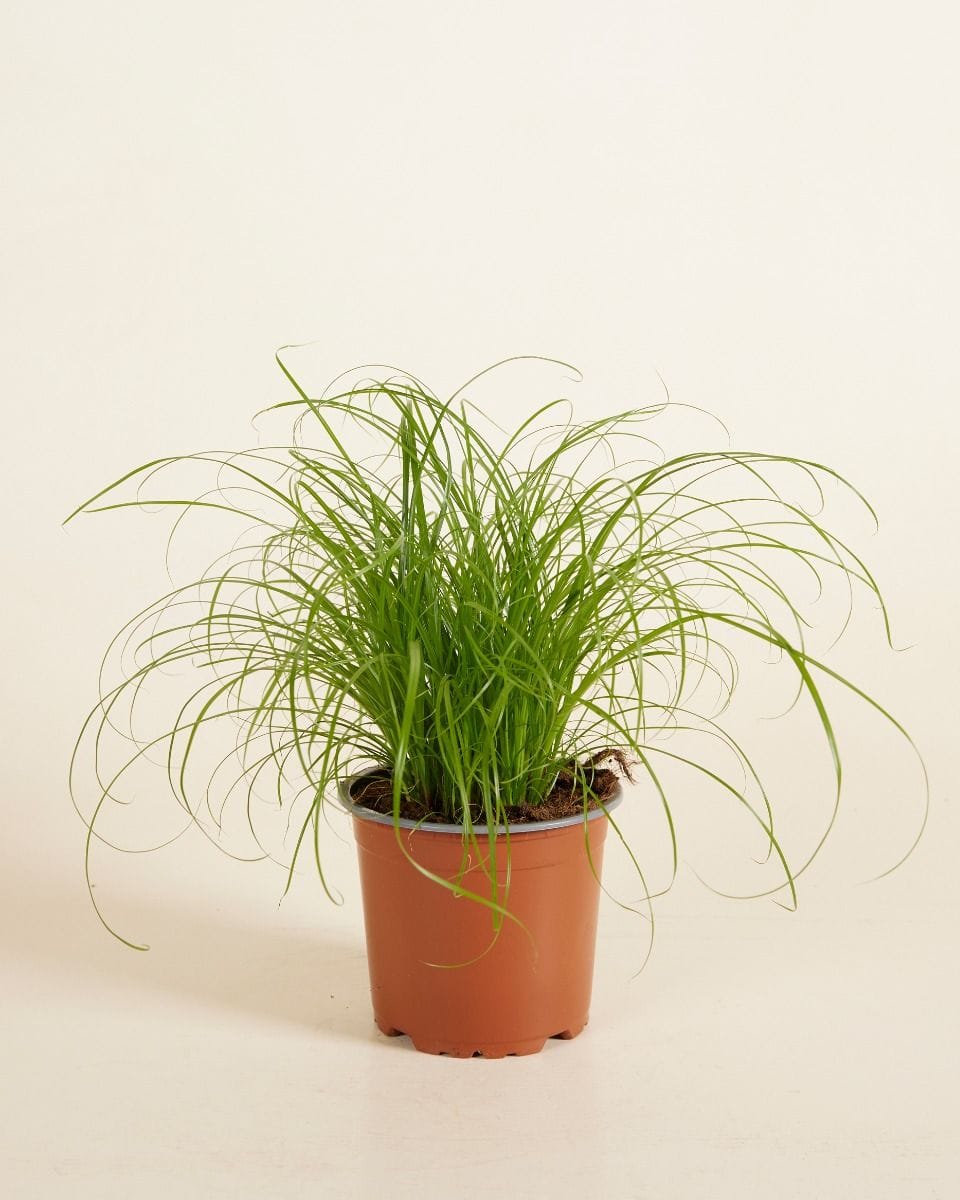 Cyperus Alternifolius Zumula