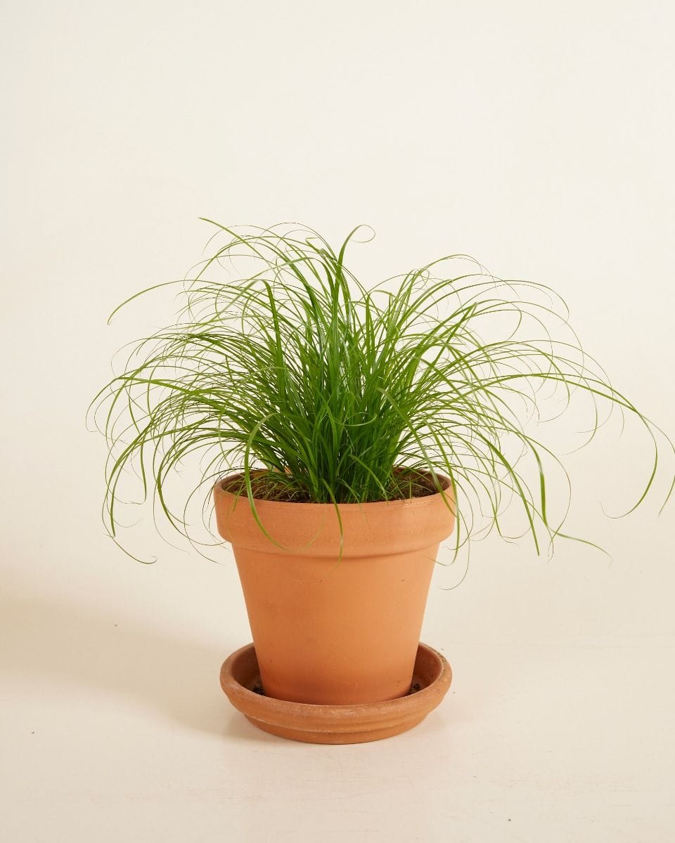 Cyperus Alternifolius Zumula