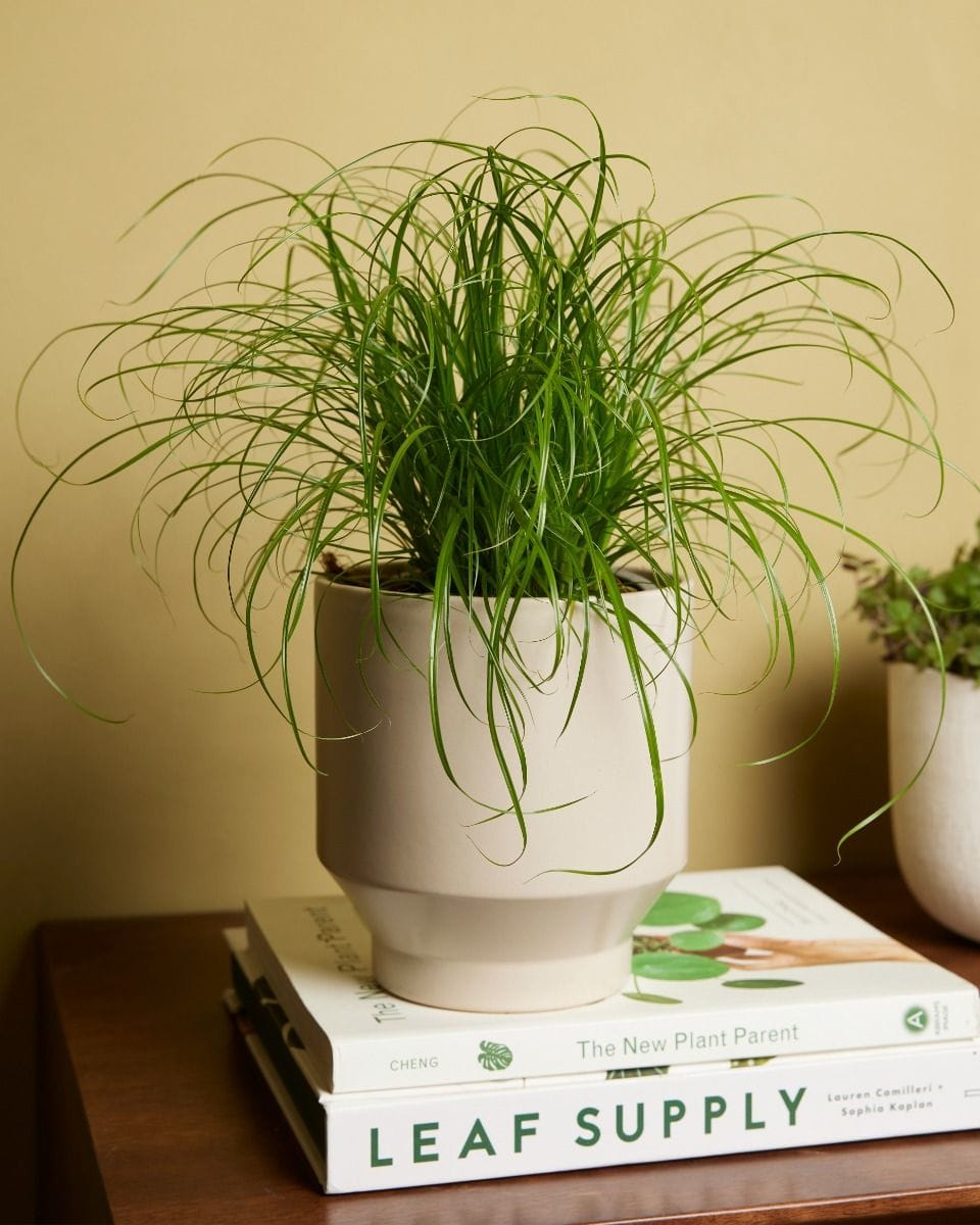 Cyperus Alternifolius Zumula
