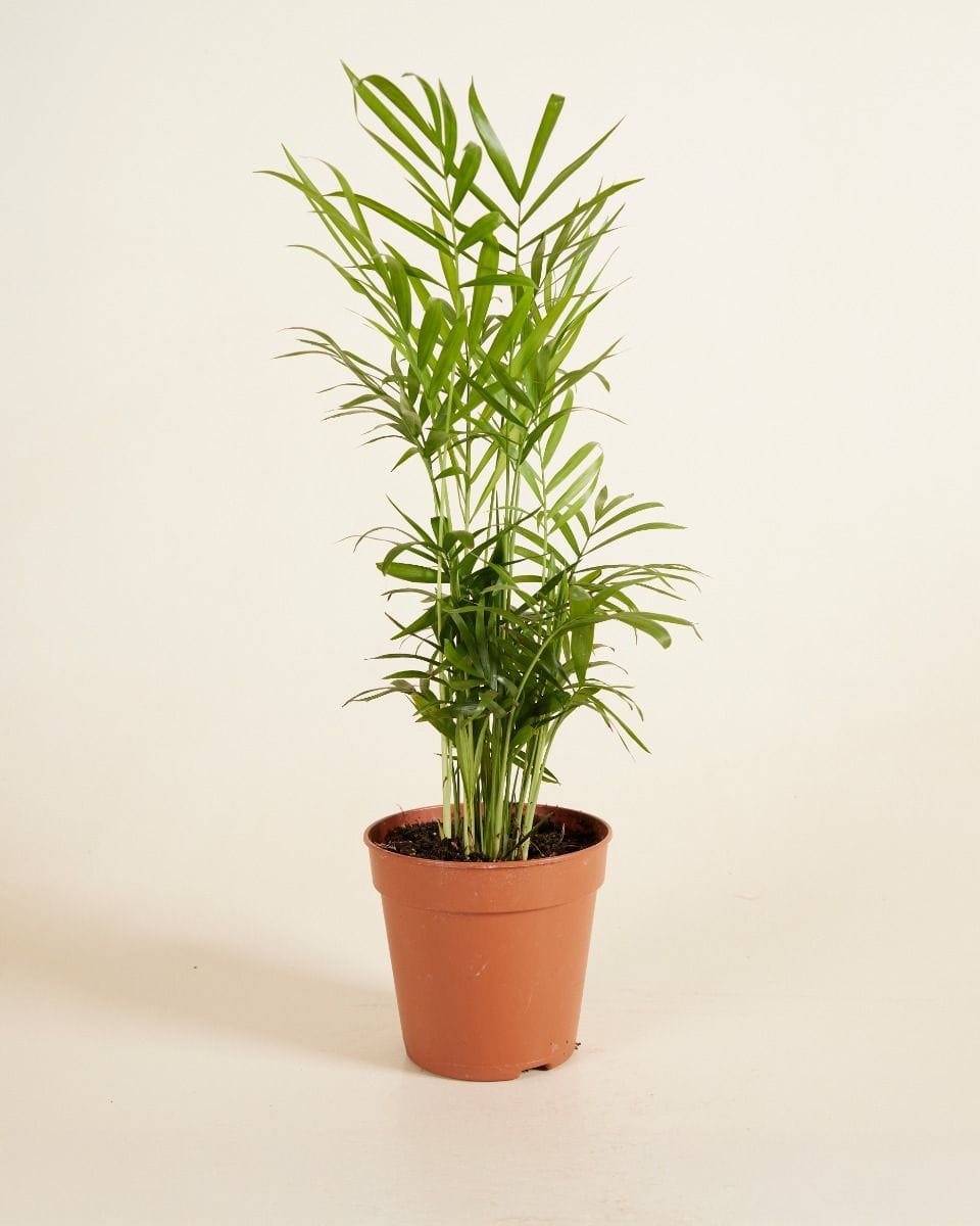 Chamaedorea Elegans