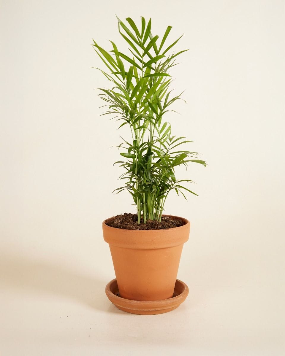 Chamaedorea Elegans