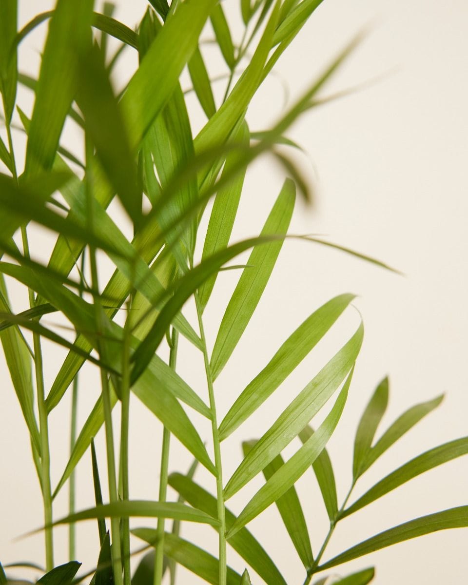 Chamaedorea Elegans