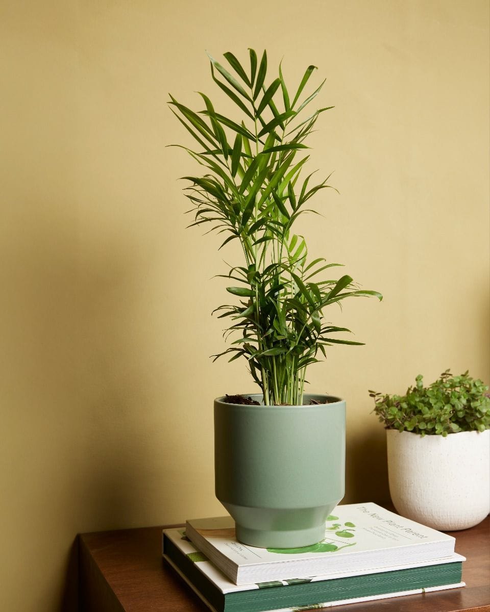 Chamaedorea Elegans