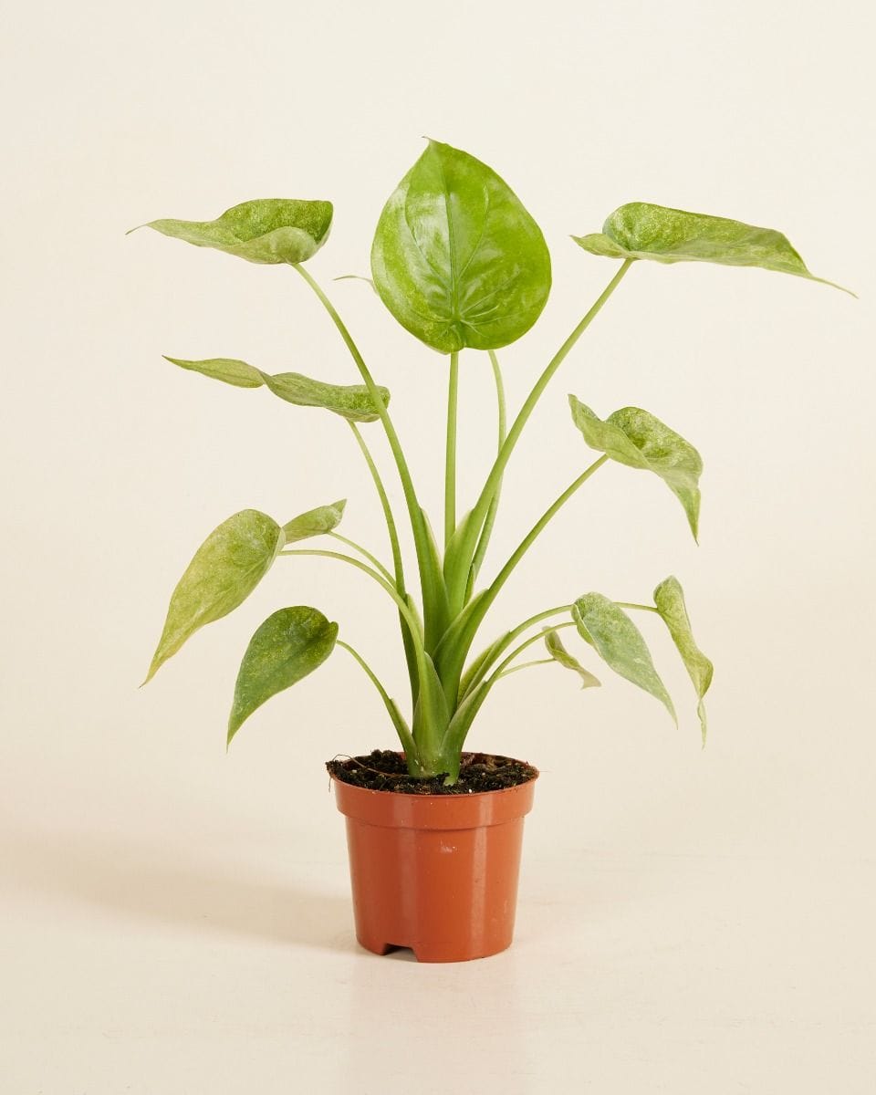 Alocasia Buddha's Palm Cucullata Variegata