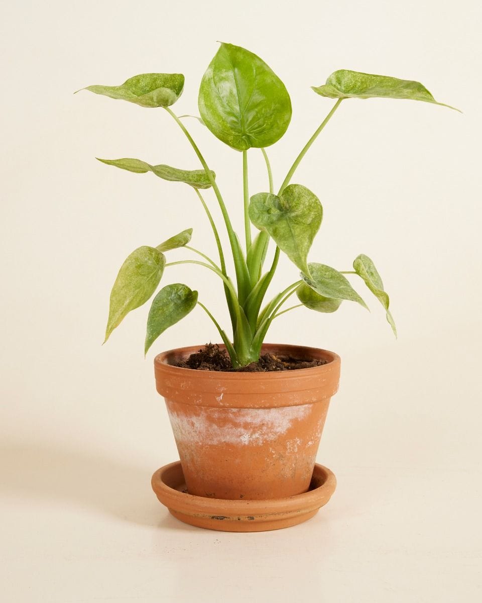 Alocasia Buddha's Palm Cucullata Variegata