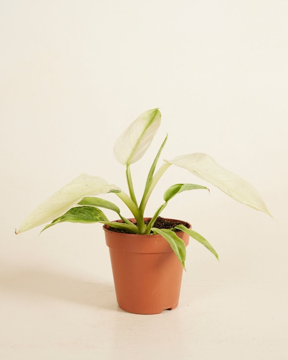 Philodendron Elephant Ears Jose Buono