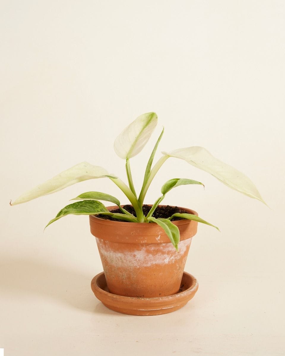 Philodendron Elephant Ears Jose Buono