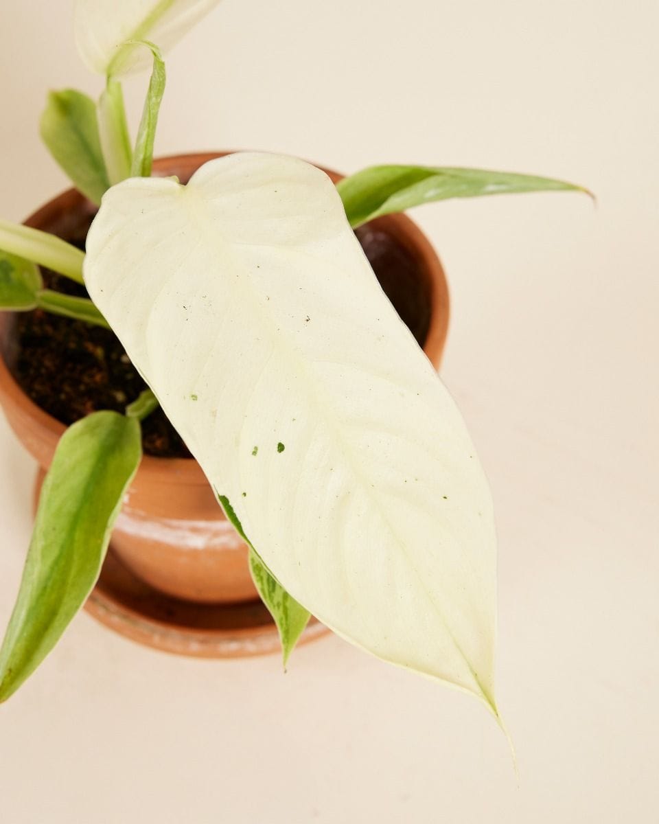 Philodendron Elephant Ears Jose Buono