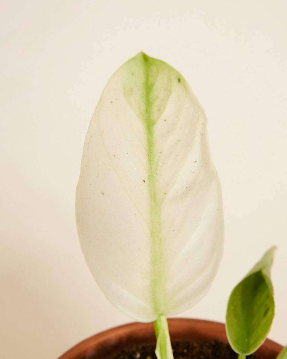 Philodendron Elephant Ears Jose Buono