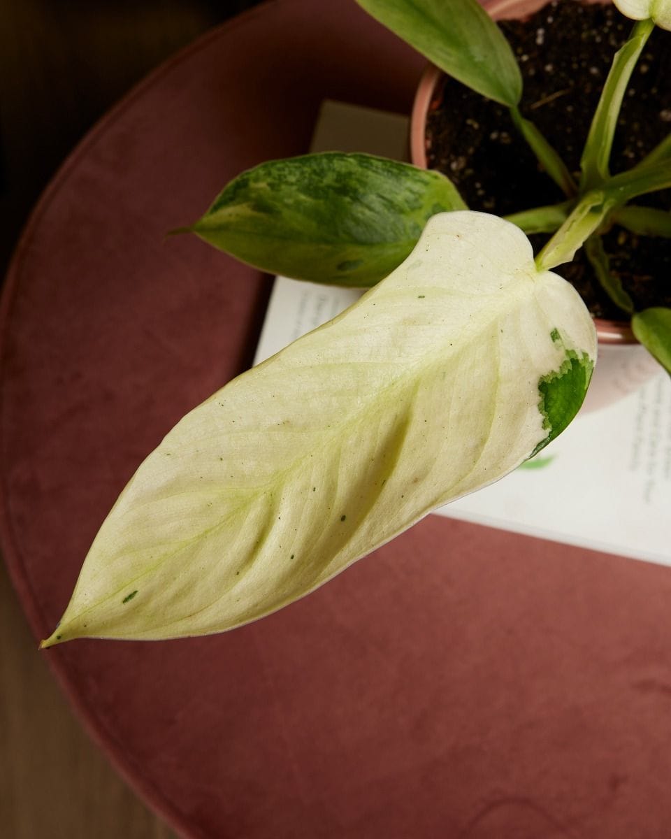 Philodendron Elephant Ears Jose Buono
