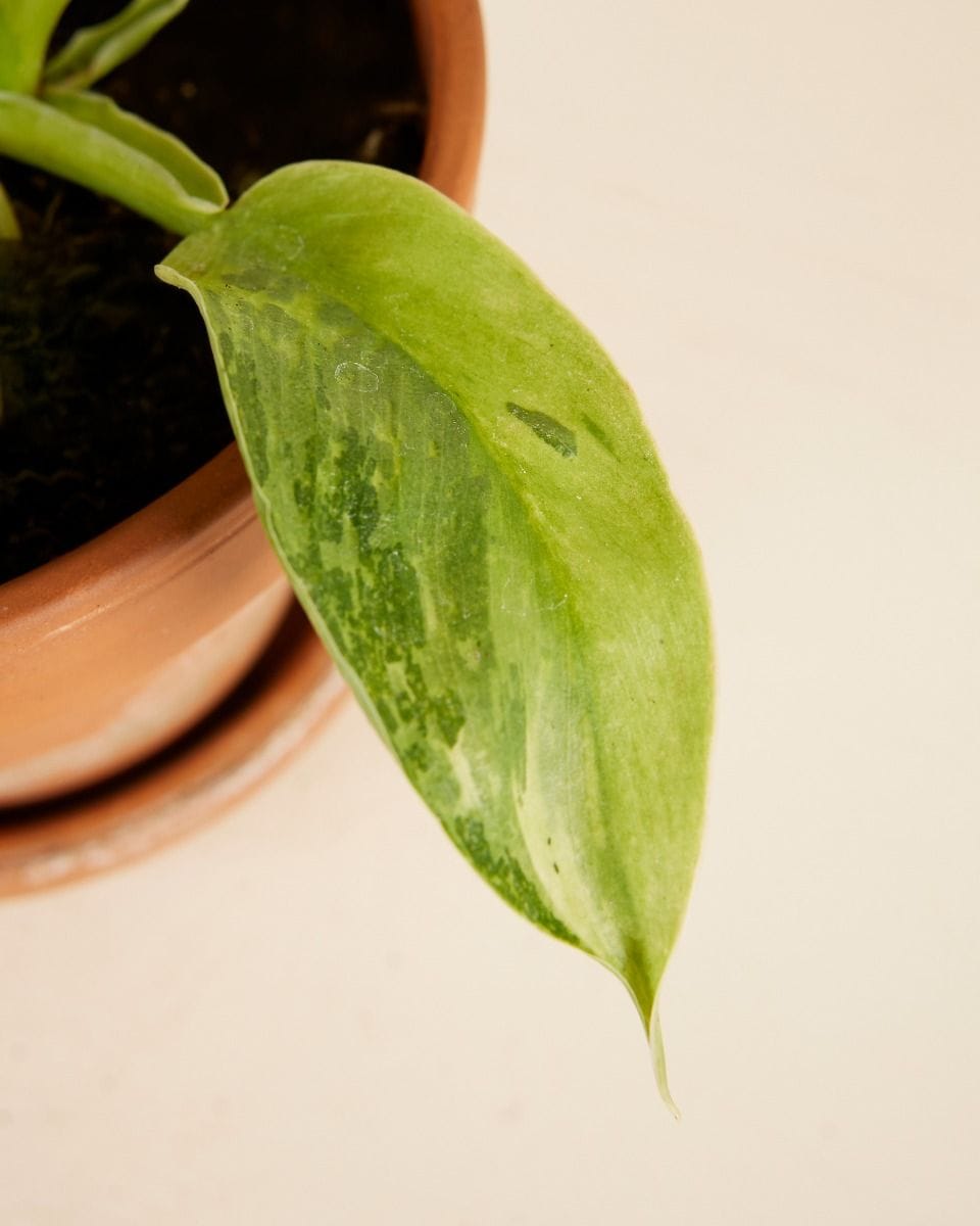 Philodendron Elephant Ears Jose Buono