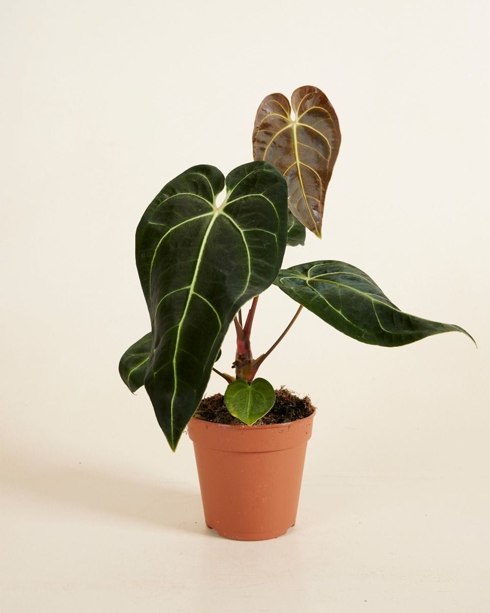 Anthurium Regale