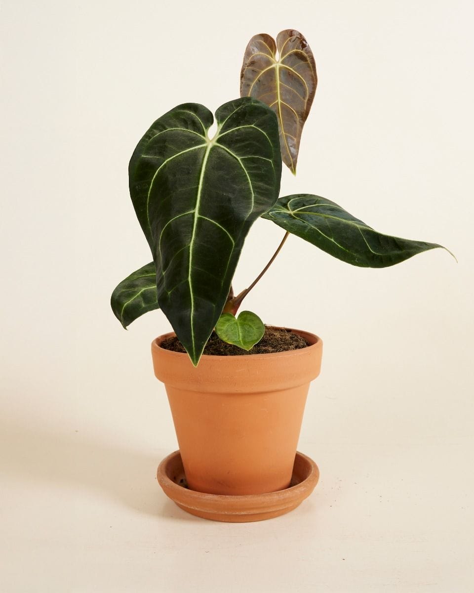 Anthurium Regale