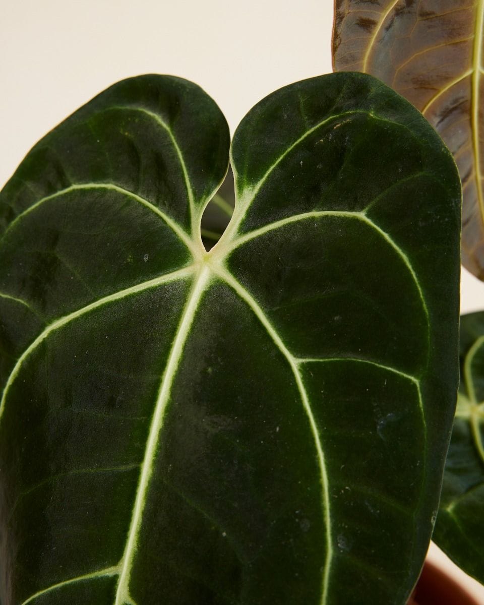 Anthurium Regale