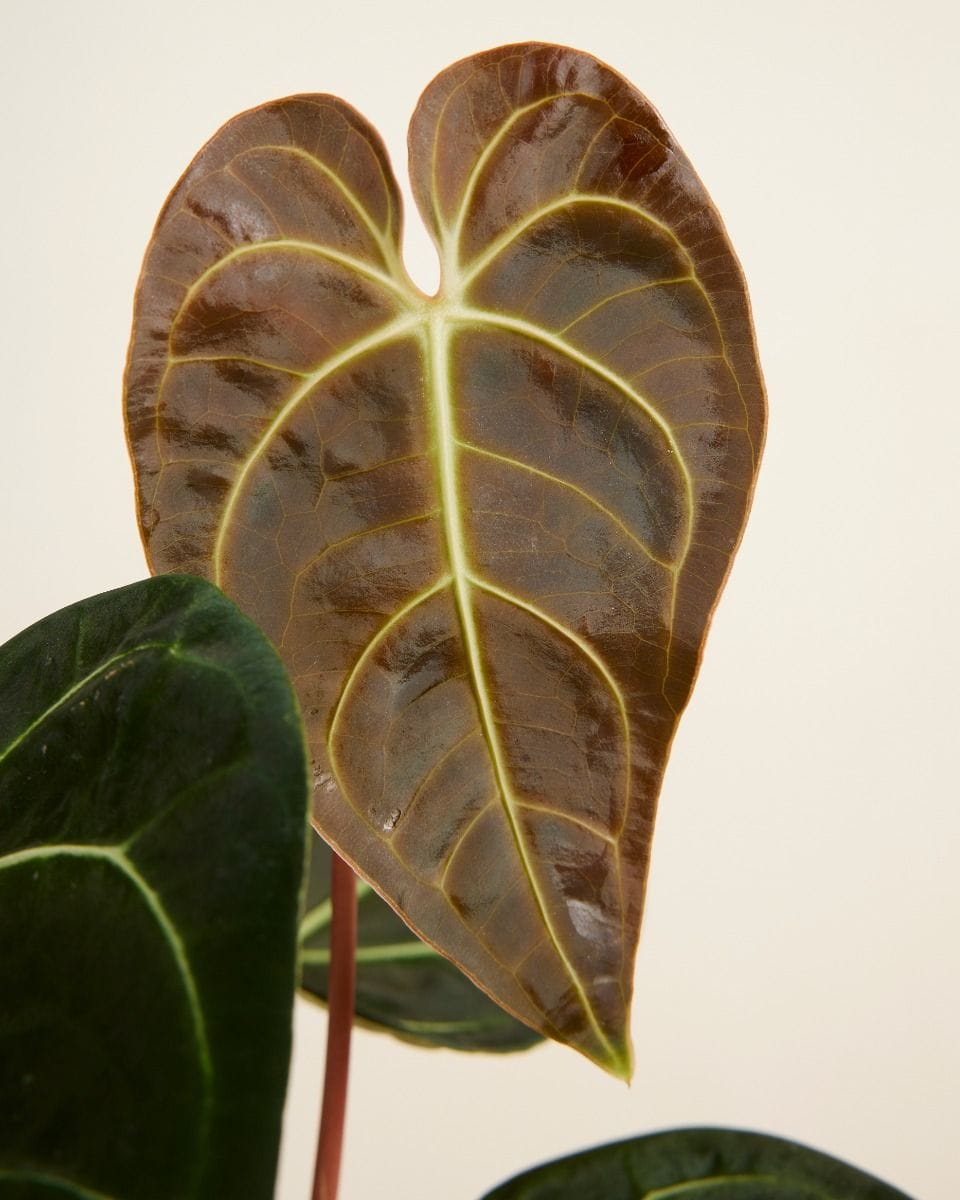 Anthurium Regale