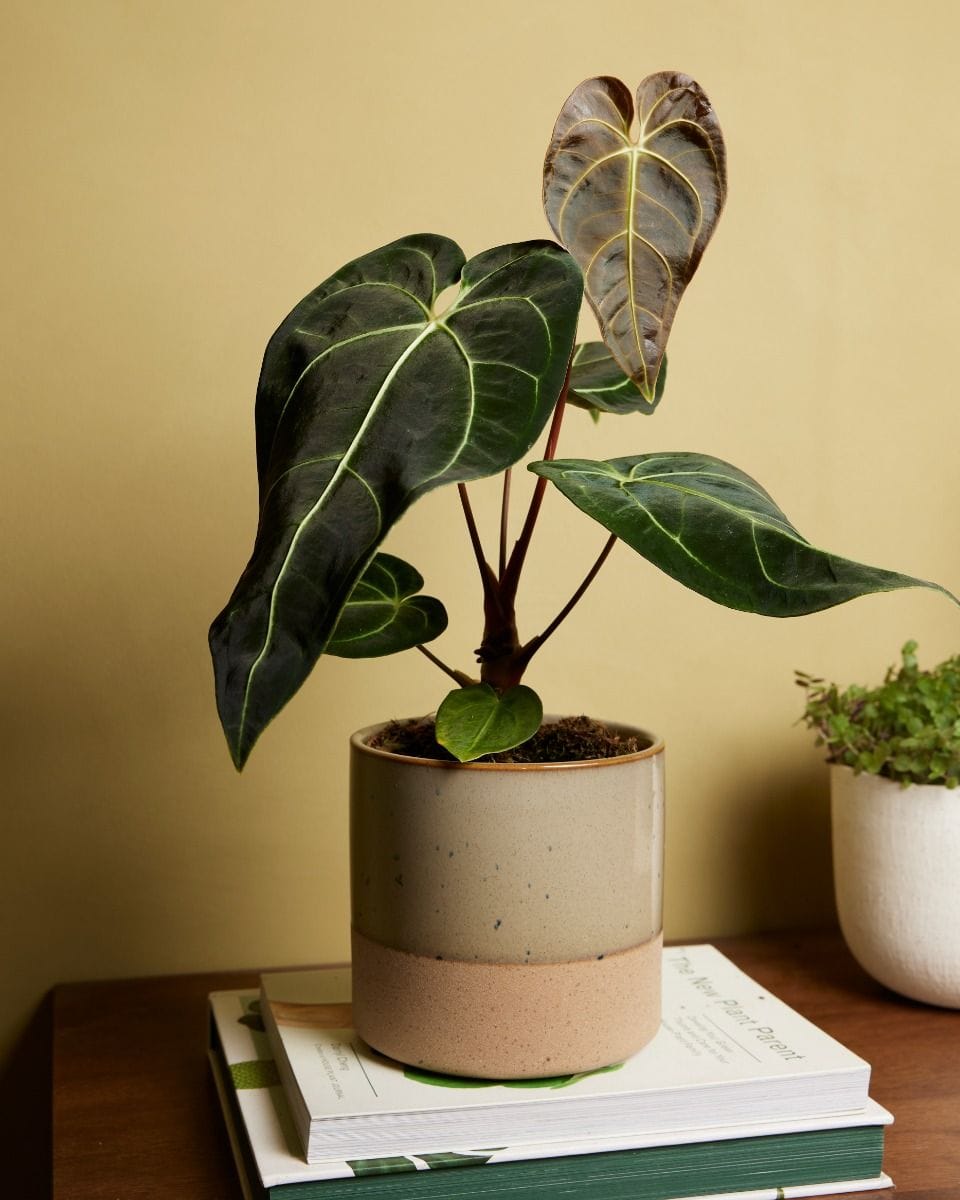 Anthurium Regale