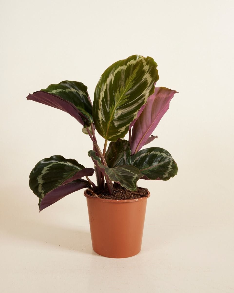 Calathea Prayer plant Medallion