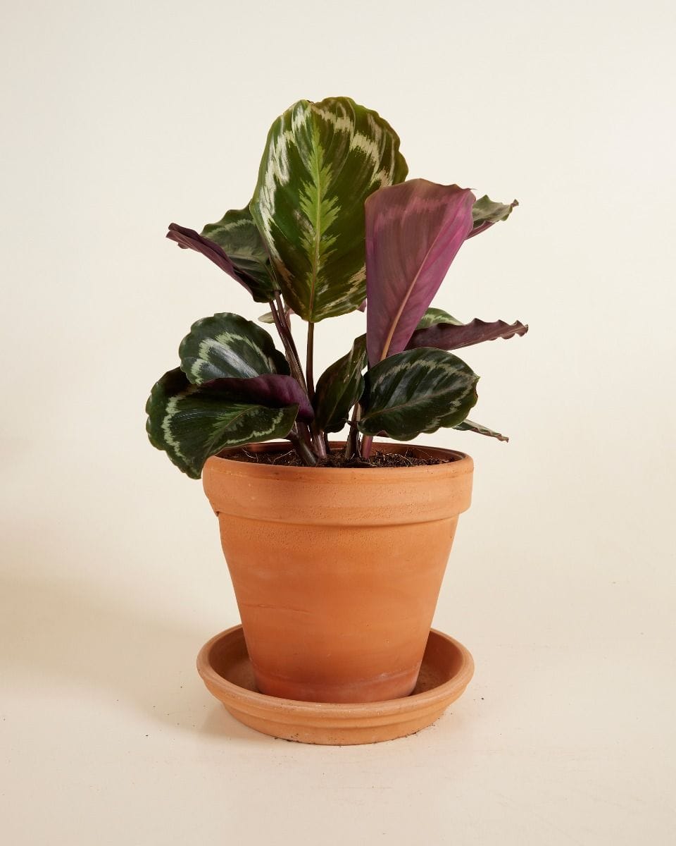 Calathea Prayer plant Medallion