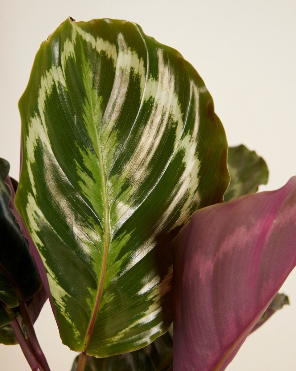 Calathea Prayer plant Medallion
