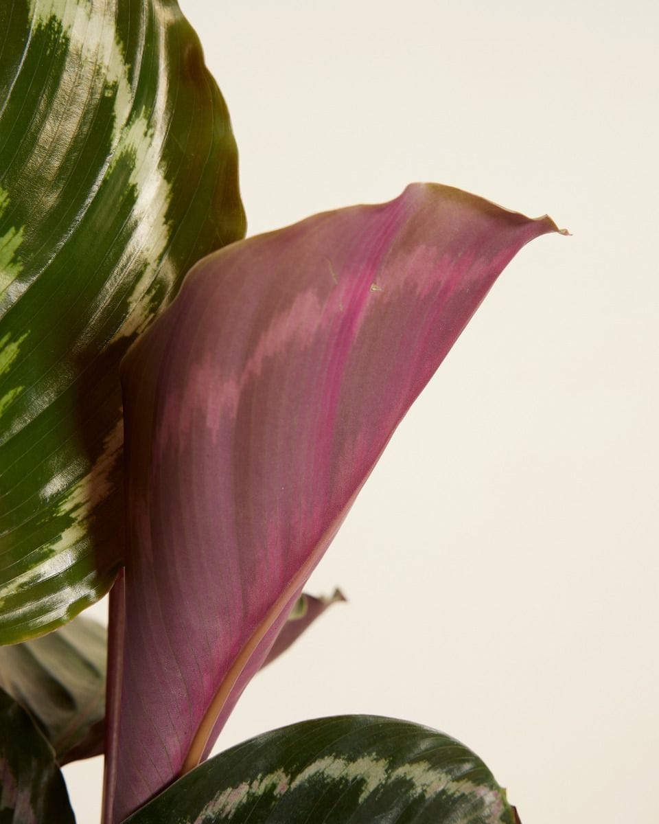 Calathea Prayer plant Medallion