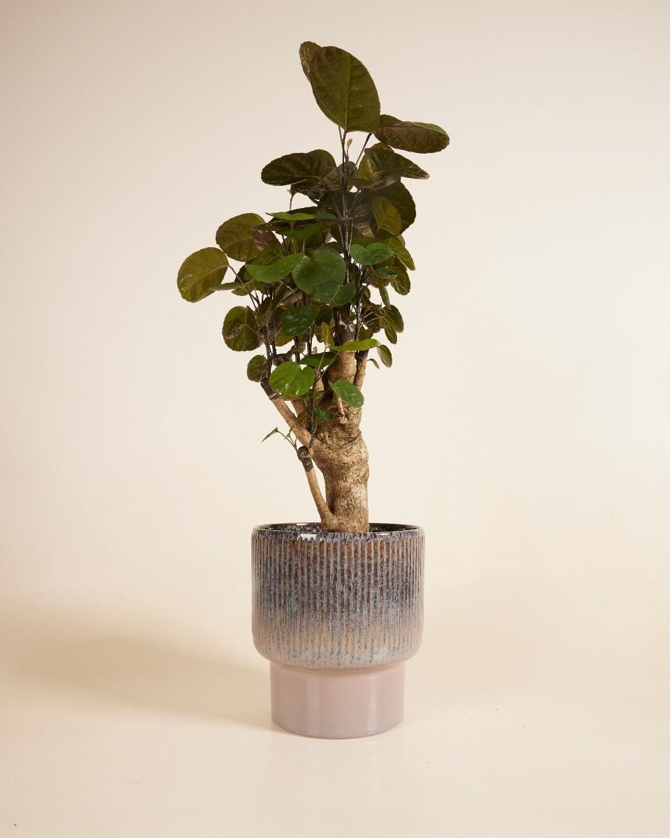 Jade Pot Brown Ø 19 cm