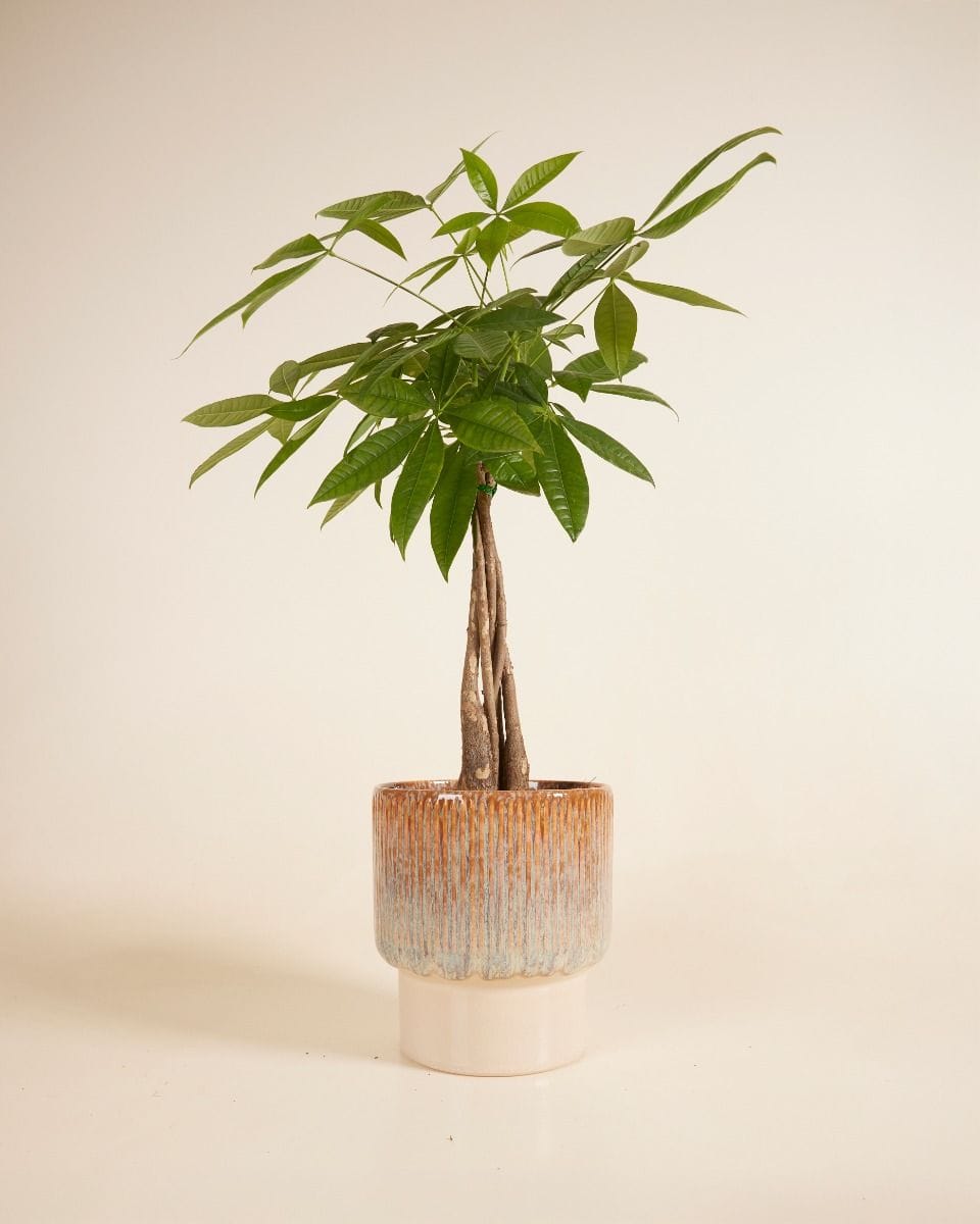 Jade Pot Green Ø 19 cm