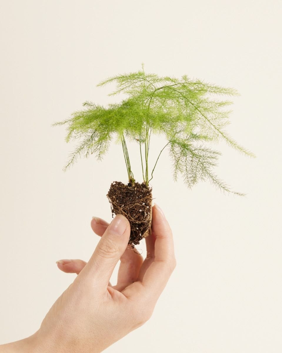 Bebé Asparagus Sparrow Grass Fern