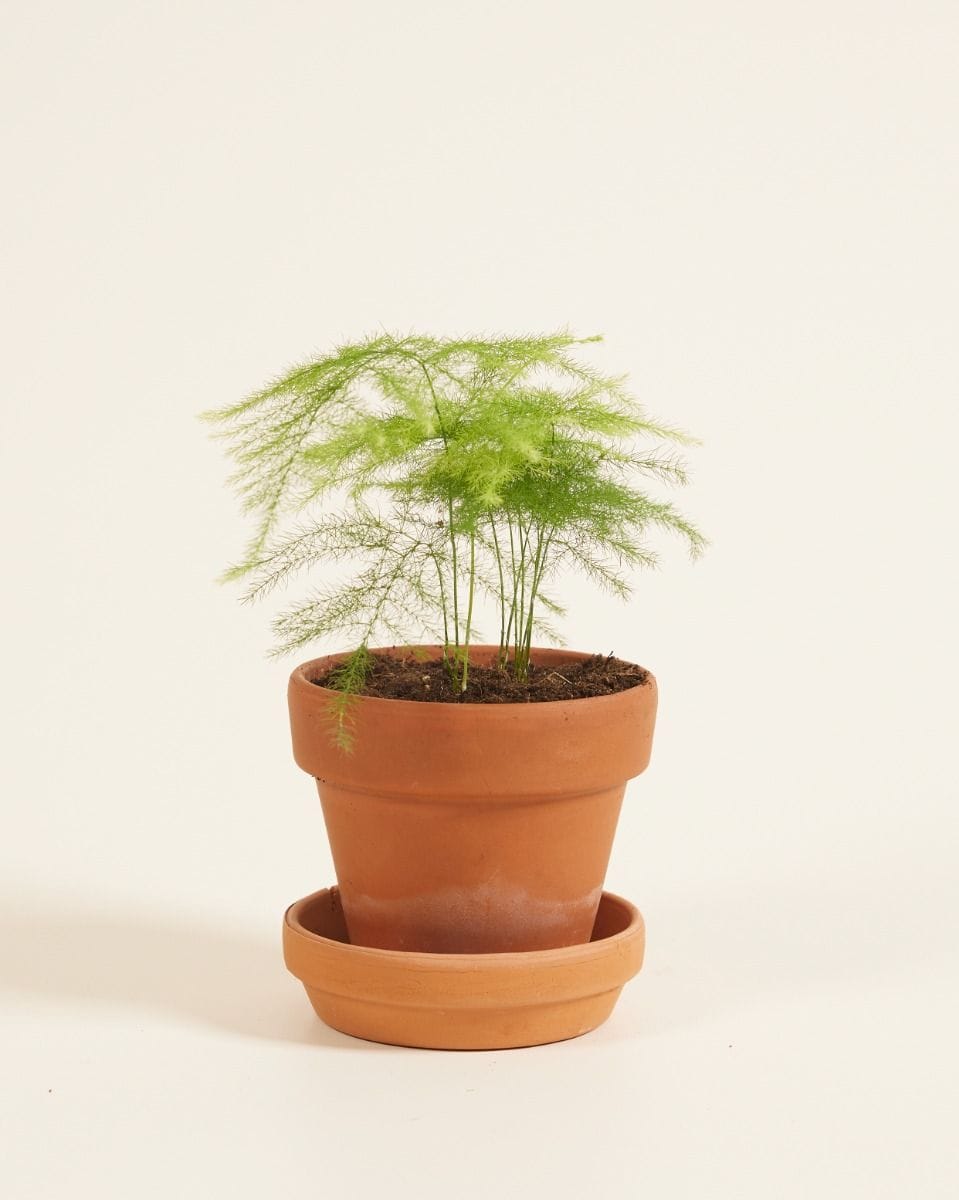 Bebé Asparagus Sparrow Grass Fern