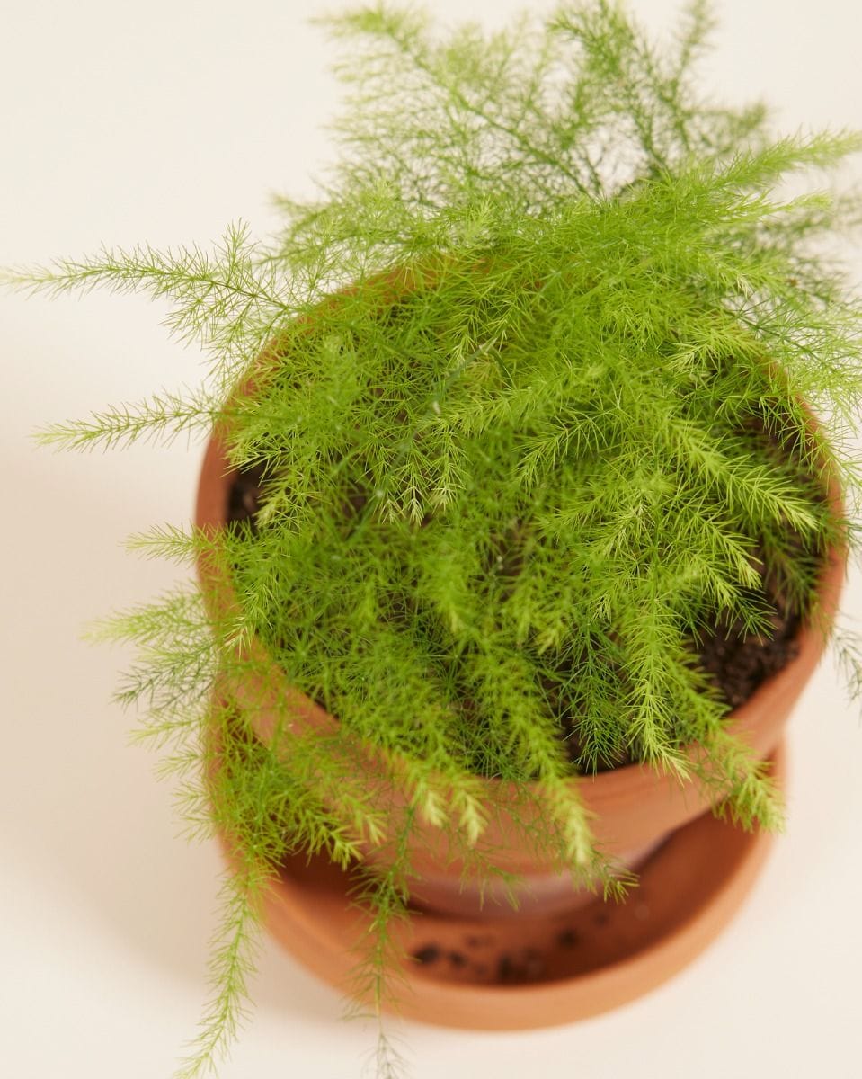 Bebé Asparagus Sparrow Grass Fern