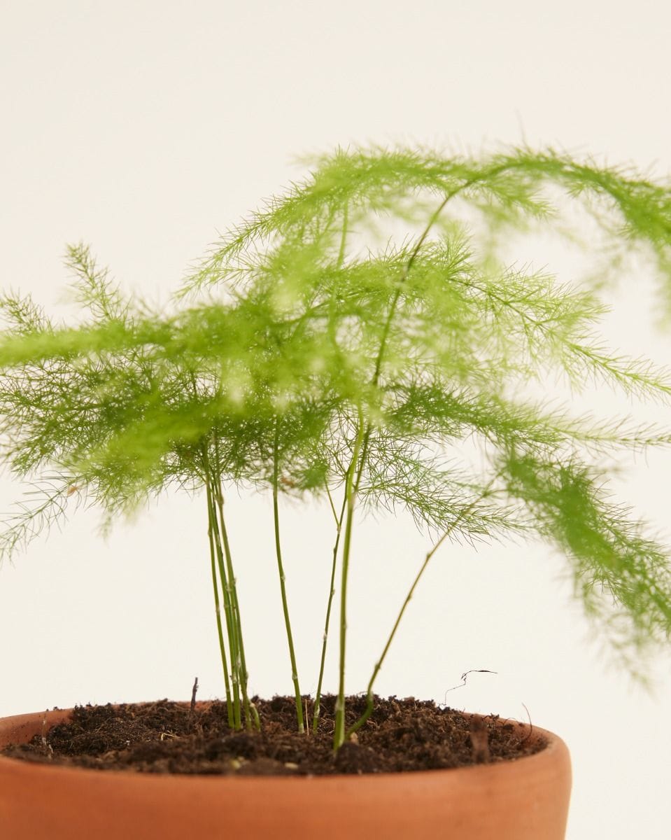 Bebé Asparagus Sparrow Grass Fern