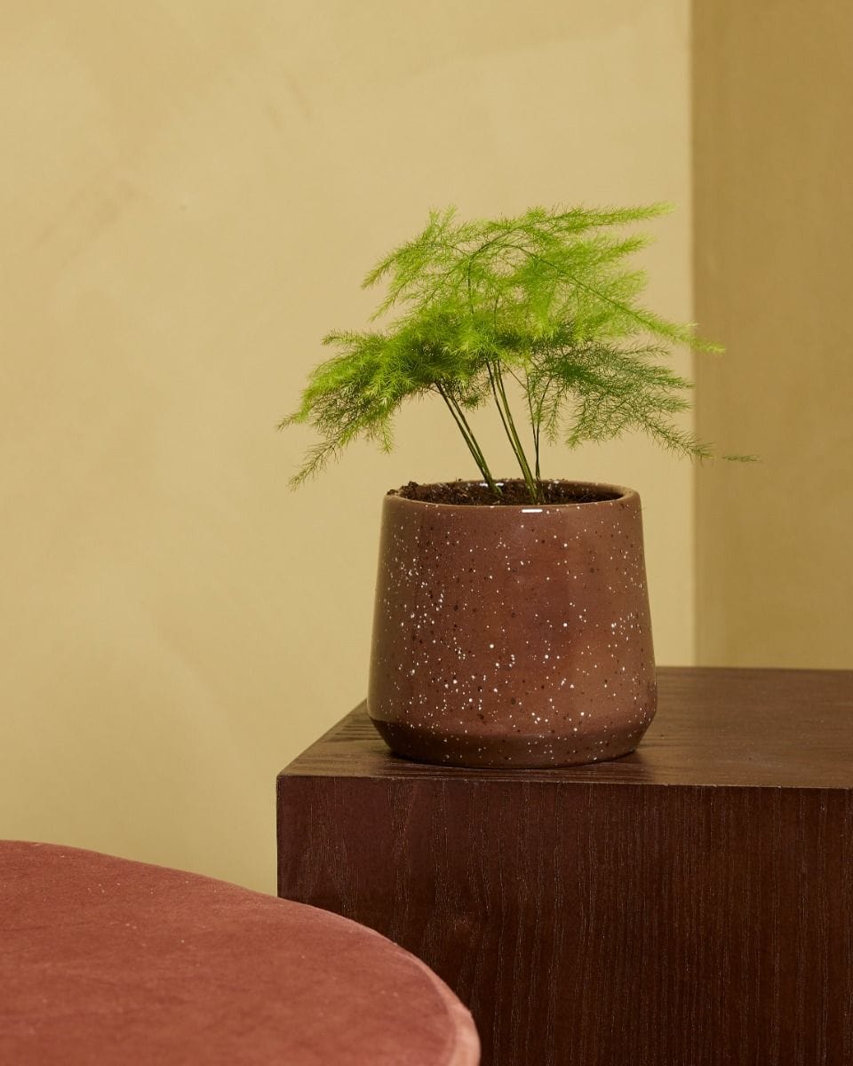 Bebé Asparagus Sparrow Grass Fern