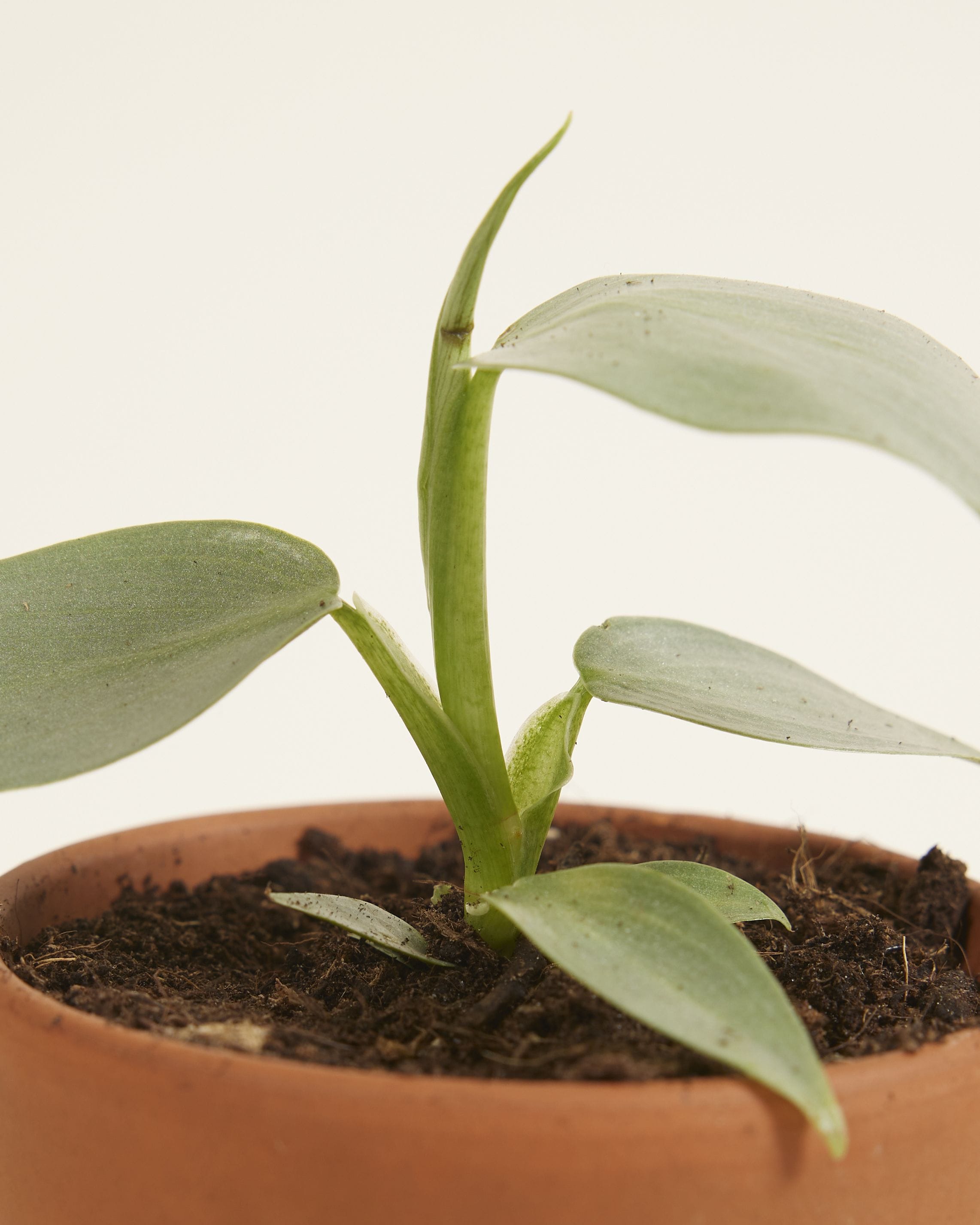 Baby Philodendron Hastatum Silver Sword