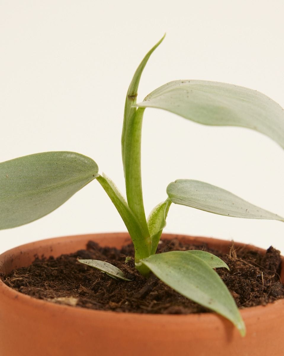 Bebé Philodendron Hastatum Silver Sword