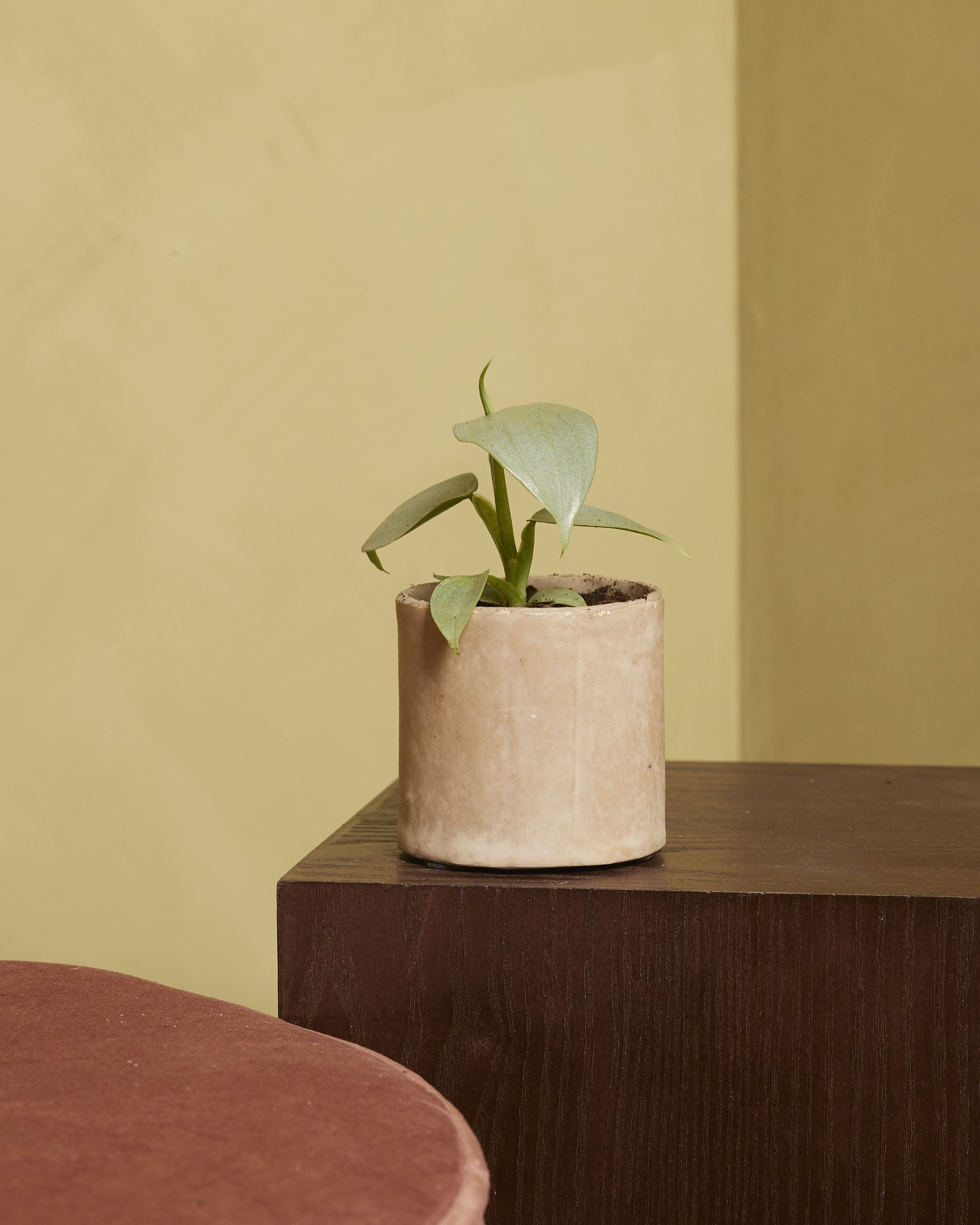 Baby Philodendron Hastatum Silver Sword