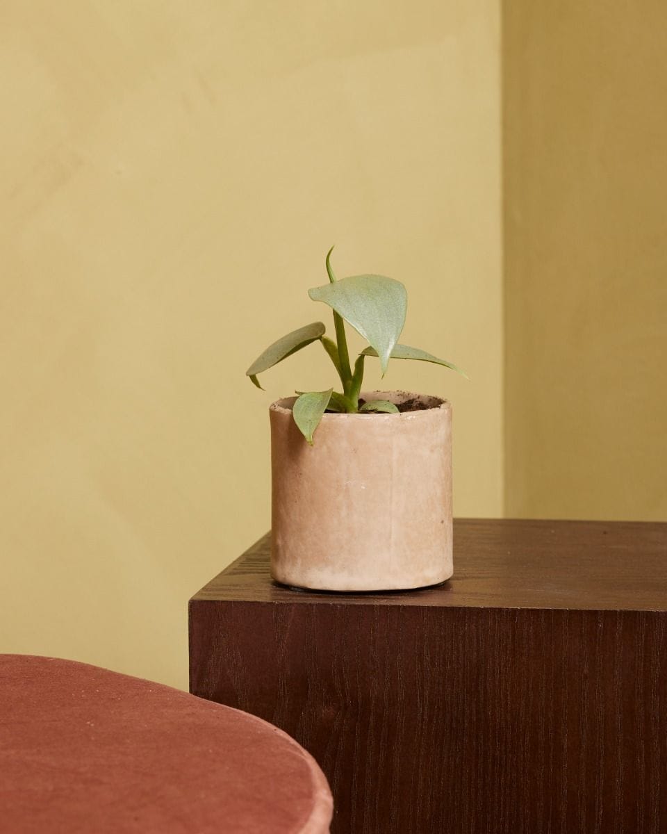 Bebé Philodendron Hastatum Silver Sword